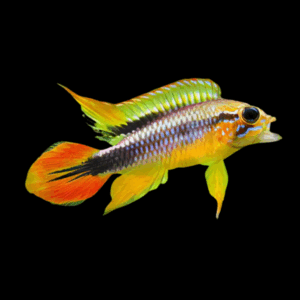 Apistogramma Agassizii Dwarf Cichlid (3 - 4 Cm)