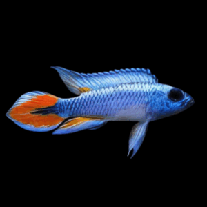Apistogramma Agassizi Blue Flame Dwarf Cichlid (3 - 3,5 Cm)