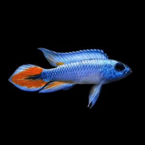Apistogramma Agassizi Blue Flame Dwarf Cichlid (3 - 4 Cm)