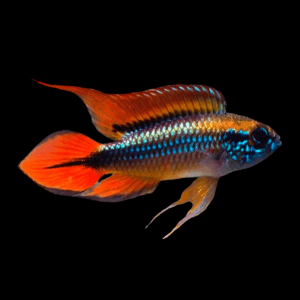 Apistogramma Agassizii Double Red Dwarf Cichlid (3 - 4 Cm)