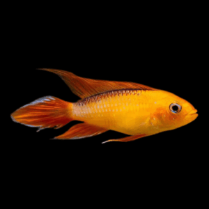 Apistogramma Agassizii Fire Gold Dwarf Cichlid (3 - 4 Cm)
