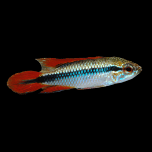 Apistogramma Agassizi Red Dorsal Dwarf Cichlid (3 - 4 Cm)