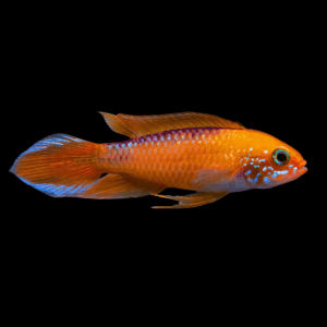 Apistogramma Agassizi Super Red Dwarf Cichlid (3 - 4 Cm)