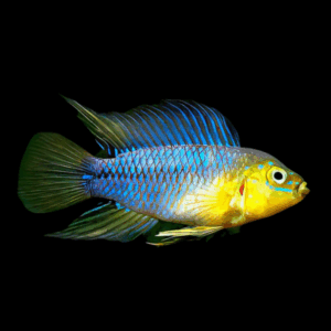Apistogramma Opal Borelli Dwarf Cichlid (2,5 - 3 Cm)