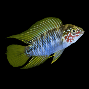 Paraquai - Apistogramma Borelli Dwarf Cichlid (3 - 4 Cm)