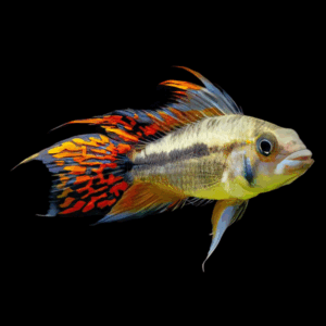 Apistogramma Cacatuoides Double Red Dwarf Cichlid (3 - 4 Cm)