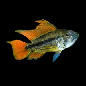 Apistogramma Cacatuoides Sunburst Dwarf Cichlid (3 - 4 Cm)