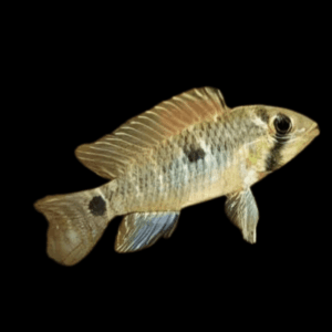 Apistogramma Caetei Dwarf Cichlid (3 - 4 Cm)