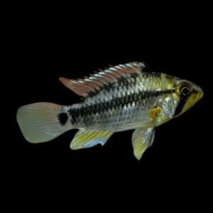 Apistogramma Cruzi Dwarf Cichlid (3 - 4 Cm)
