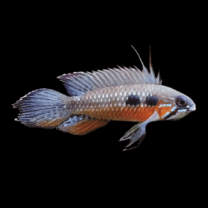 Apistogramma Elizabethae Dwarf Cichlid (3 - 4 Cm)