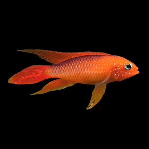 Apistogramma Agassizii Fire Red Dwarf Cichlid (3 - 4 Cm)