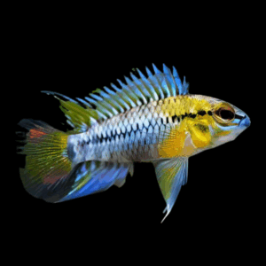 Apistogramma Hoignei Dwarf Cichlid (3 - 4 Cm)