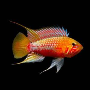 Apistogramma Red Gold Hongsloi Dwarf Cichlid (3 - 4 Cm)