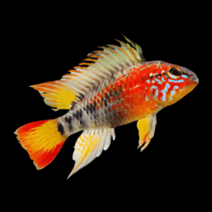 Apistogramma Macmasteri Red Dwarf Cichlid (3 - 4 Cm)