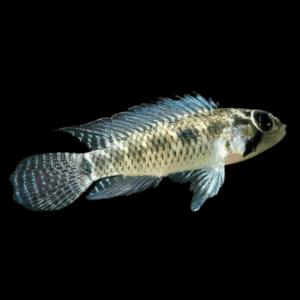 Apistogramma Meinkenni Dwarf Cichlid (3 - 4 Cm)