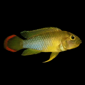 Apistogramma Njesseni Dwarf Cichlid (3 - 4 Cm)