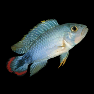 Apistogramma Panduro Dwarf Cichlid (3 - 4 Cm)