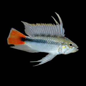 Apistogramma Red Tail Rio Mamore Dwarf Cichlid (3 - 4 Cm)