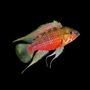 Apistogramma Hongsloi Dwarf Cichlid (3 - 4 Cm)