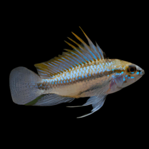 Apistogramma Trifasciatus Dwarf Cichlid (2,5 - 3 Cm)
