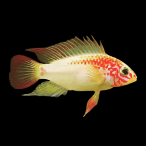 Apistogramma Viejita Gold Dwarf Cichlid (3 - 4 Cm)