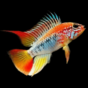 Apistogramma Viejita Dwarf Cichlid (3 - 4 Cm)