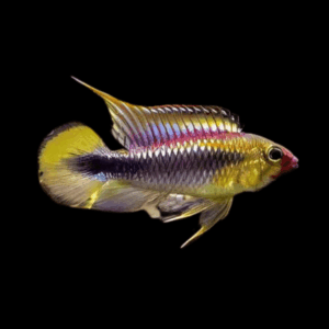 Apistogramma Wilhelmi Dwarf Cichlid (2,5 - 3 Cm)