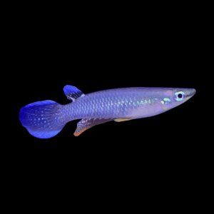 Blue Panchax Killifish (3 - 4 Cm)