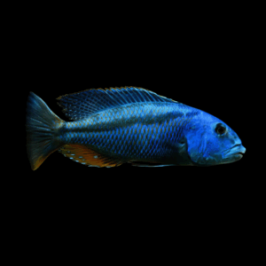 Malawi Hawk Cichlid (4 - 5 Cm)