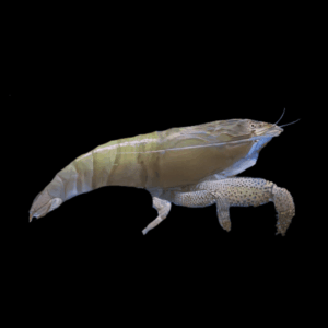 Armoured Giant Fan Camaroon Shrimp (10 Cm)