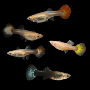 Assorted Female Guppy (2,5 - 3 Cm)