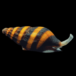 Assassin Snail (M)