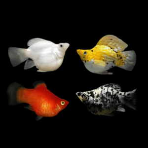Assorted Balloon Molly (2,5 - 3 Cm)