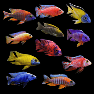 Aulonocara Assorted Peacock Cichlid (3 - 4 Cm)