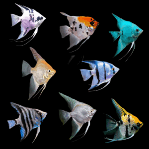 Assorted Angelfish (1,5 - 2 Cm)