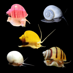 Assorted Apple Snail (1.5 - 2.5cm)