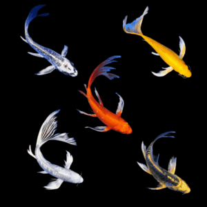Assorted Butterfly Koi Carp Cyprinus Carpio - 10cm X 6