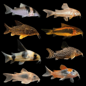 Assorted Corydoras (2,5 - 3 Cm)