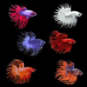 Assorted Crowntail Male Fighting Fish (Xl)