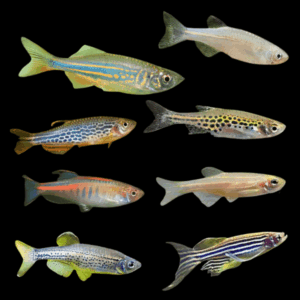 Assorted Danio - 3-4cm