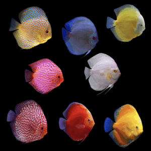 Assorted Discus (11Cm (14Cm))