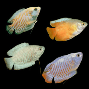 Female Dwarf Gourami Mix (4 - 5 Cm)