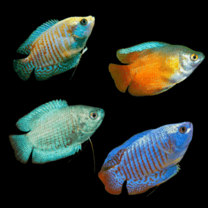 Assorted Male Dwarf Gourami 3-3.5cm