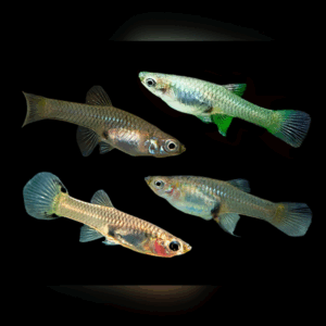 Assorted Female Super Colour Endler (3 - 4 Cm)