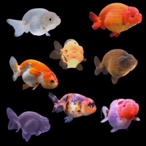 Assorted Giant Lionhead Ranchu Goldfish Carassius Auratus - 10cm X 6