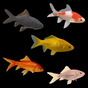 Assorted Goldfish Carassius Auratus - 10cm X 10