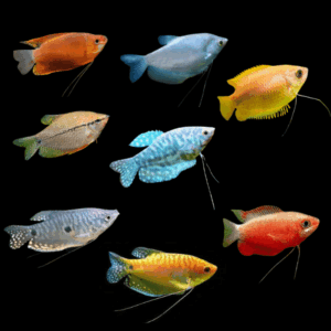 Assorted Trichogaster Gorami (3 - 4 Cm)