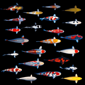 Assorted Grade A Koi Carp Cyprinus Carpio - 10cm X 6