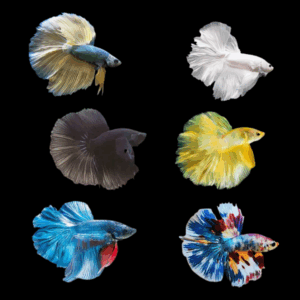 Assorted Half Moon Male Fighting Fish (Xl)