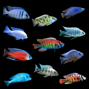 Super Colour Assorted Malawi Cichlid (2 - 3 Cm)